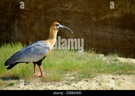 Profile Black-faced Ibis (Theristicus melanopis) standing on grass Stock Photo