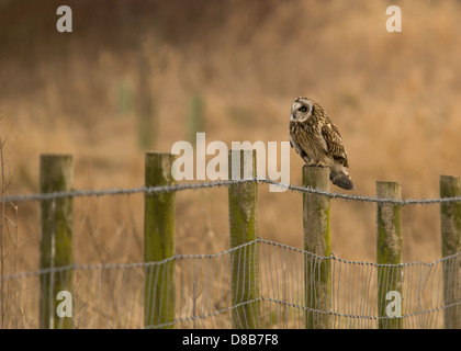 A photo of a Short Eared Owl sitting on a fence post in Northumberland Stock Photo