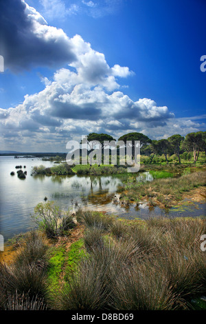 'African' landscape at Strofylia forest, in the 'borders' of Ileia-Achaia, Peloponnese, Greece. Stock Photo