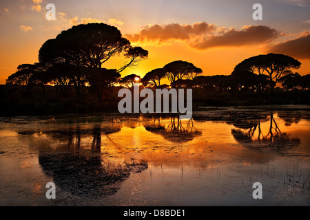 'African' landscape at Strofylia forest, in the 'borders' of Ileia-Achaia, Peloponnese, Greece. Stock Photo