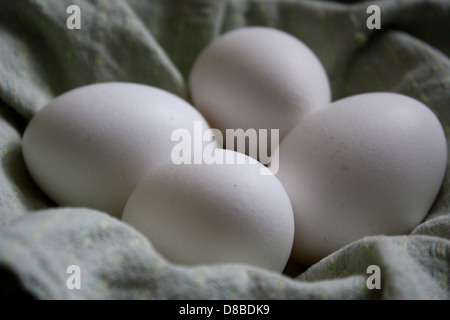 This image shows four white eggs arranged closely together on a neutral background. Eggs are commonly associated with a variety of species and are often used in cooking and baking. The white eggs shown here are typically from chickens and are a staple ingredient in many kitchens. Stock Photo