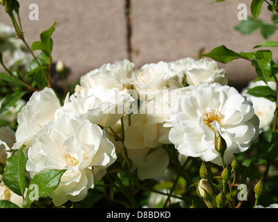 White azalea flowers in nature Stock Photo