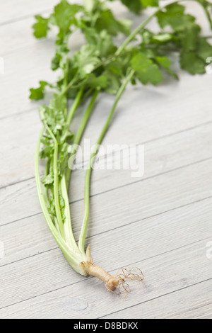 A sprig of fresh coriander leaves with roots attached on a rustic wood surface. Stock Photo