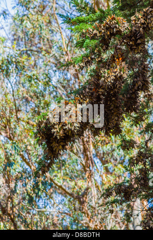 Monarch Butterflies, Monarch Grove, Pismo Beach California Stock Photo