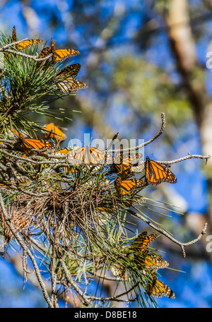 Monarch Butterflies, Monarch Grove, Pismo Beach California Stock Photo