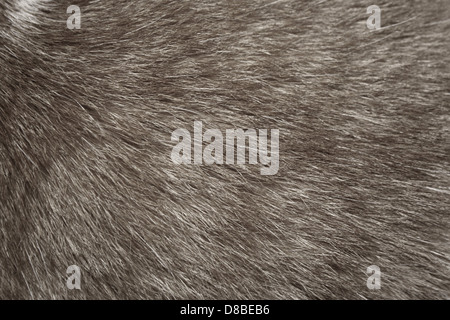 A detailed close-up image showing the texture of gray cat fur. The soft and dense fur is captured in intricate detail, revealing the varying shades and patterns that form the coat of the cat. Stock Photo