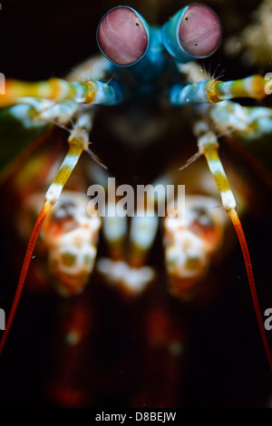 The portrait of a peacock Mantis shrimp Stock Photo