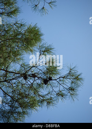 Young branches of pin tree in spring against blue sky background. Stock Photo