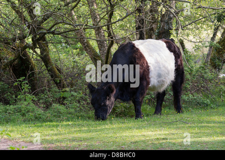 Belted Galloway cow in the Devonshire countryside. Devon, England Stock Photo