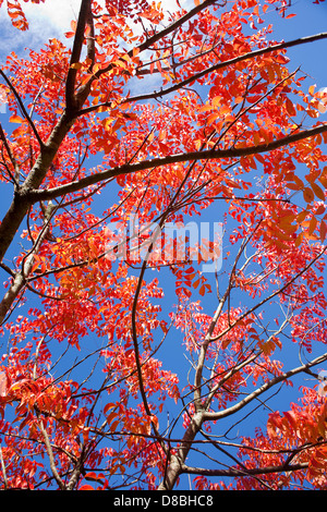 Brightly coloured Autumn leaves against a blue sky.