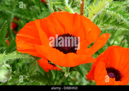 A vibrant orange poppy flower in full bloom, with delicate petals and a contrasting black center. Poppies are often found in fields and meadows, symbolizing beauty and resilience. Stock Photo