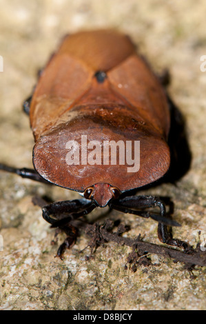 Lethocerus americanus,  giant water bug Stock Photo