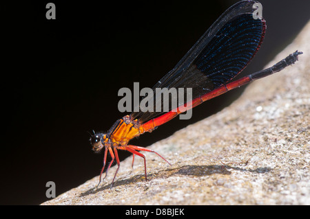 Damselfly adult, side view Stock Photo