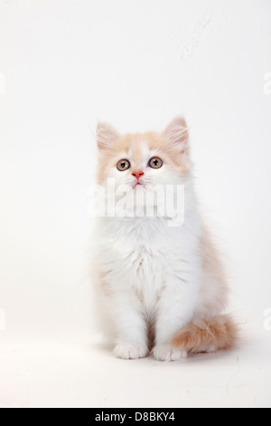 British Longhair Cat, kitten, cream-white, 10 weeks / Highlander, Lowlander, Britanica Stock Photo