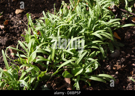 Young spinach seedlings are sprouting in a garden, showcasing the early stages of plant growth. These tender greens are planted in fertile soil, indicating healthy growth. Spinach is a leafy green vegetable rich in nutrients, commonly grown in home gardens for culinary use. Stock Photo