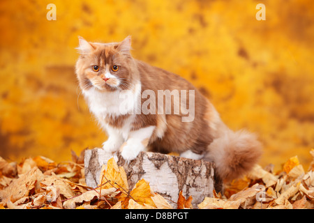 British Longhair Cat, cinnamon-tortie-white / Highlander, Lowlander, Britanica Stock Photo