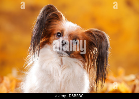 Papillon / Continental Toy Spaniel, Butterfly Dog Stock Photo