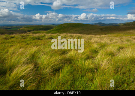 Looking towards the Northumberland Cheviot Hills in England from the Scottish Border. Stock Photo