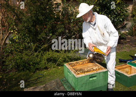 Beekeeper applying smoke to beehive to avoid being stung by bees Stock Photo