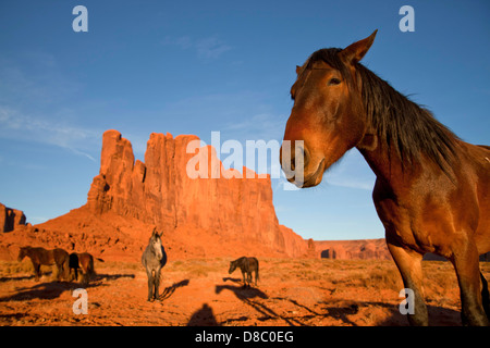 Navajo Indian horses at Monument Valley Navajo Tribal Park, United States of America, USA Stock Photo