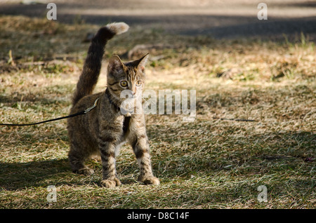 A cute kitten in a park on a leash