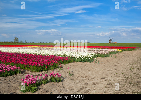 colorful tulip fields and windmill in Alkmaar, North Holland Stock Photo