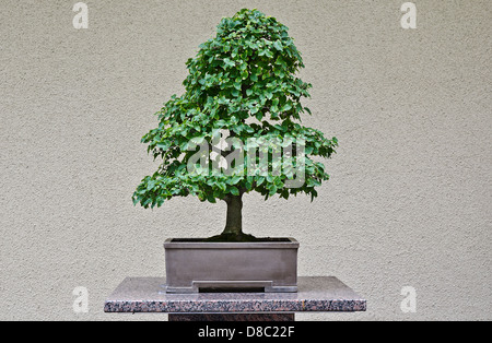 Superb Japanese Hackberry Bonzai isolated on a uniform beige wall Stock Photo
