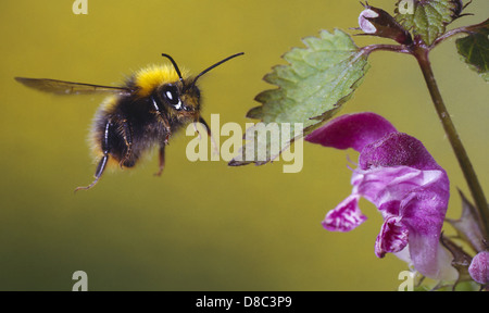 Tree bumblebee (Bombus hypnorum) in flight Stock Photo