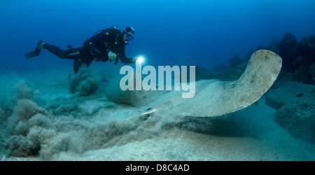 Diver and Spiny butterfly ray (Gymnura altavela), Morro del Jable, Fuerteventura, Canary Islands, underwater shot Stock Photo