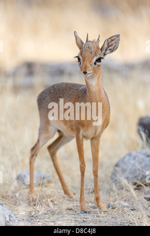 Kirk's dik-dik (Madoqua kirkii), Klein Namutoni Fountain, Namibia Stock Photo