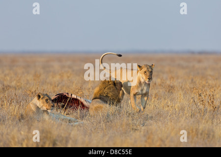 Lions (Panthera leo) with prey, Road To Gemsbokvlakte, Namibia Stock Photo