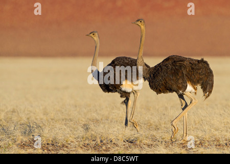 Two Ostriches (Struthio camelus), Road To Sossusvlei, Namibia Stock Photo