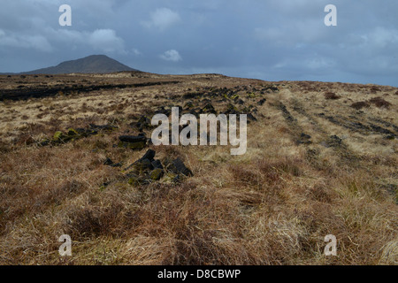 Irish Bog Sphagnum moss releases compounds that preserve human tissue, As the moss decays, it becomes peat which can be burned. Stock Photo