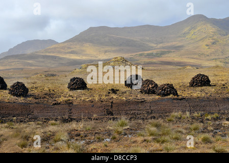 Irish Bog Sphagnum moss releases compounds that preserve human tissue, As the moss decays, it becomes peat which can be burned. Stock Photo