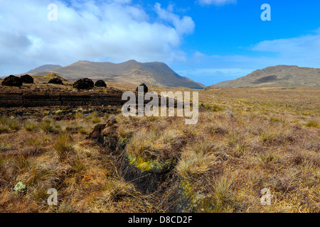 Irish Bog Sphagnum moss releases compounds that preserve human tissue, As the moss decays, it becomes peat which can be burned. Stock Photo