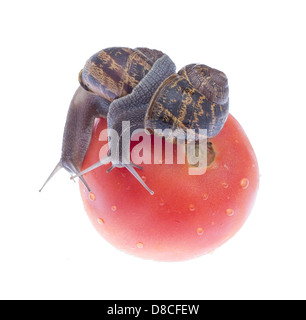 Two snails eating tomato isolated on white background. Stock Photo