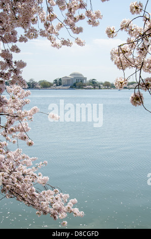 Jefferson Memorial during the Cherry Blossom Festival Stock Photo