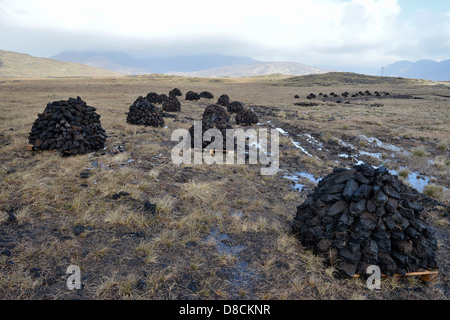 Irish Bog Sphagnum moss releases compounds that preserve human tissue, As the moss decays, it becomes peat which can be burned. Stock Photo