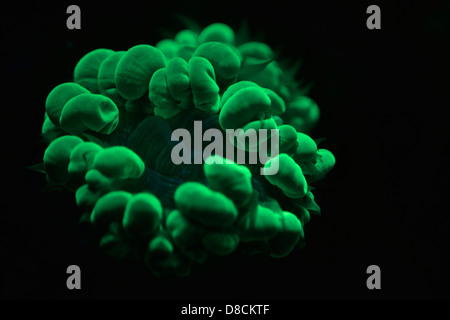 Fluorescent Coral. Many corals are intensely fluorescent under certain light wavelengths Stock Photo
