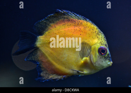 Discus Fish( Symphysodon aequifasciatus ). South America Cyclid Stock Photo