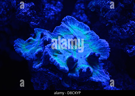 Fluorescent Coral. Many corals are intensely fluorescent under certain light wavelengths. Stock Photo