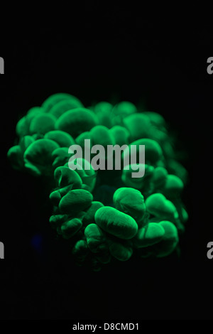 Fluorescent Coral. Many corals are intensely fluorescent under certain light wavelengths Stock Photo