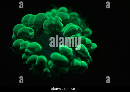 Fluorescent Coral. Many corals are intensely fluorescent under certain light wave lengths Stock Photo