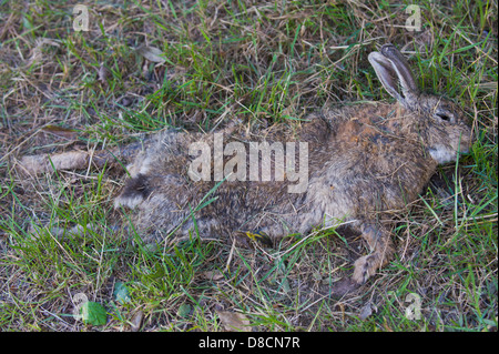 Roadkill rabbit / Flattened rabbit Stock Photo - Alamy