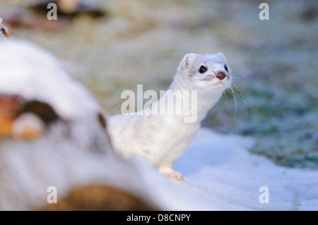 stoat in winter fur, mustela erminea, vechta, niedersachsen, germany Stock Photo