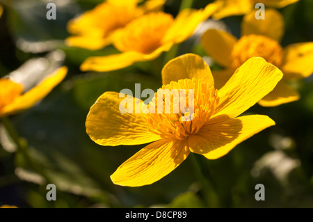 Caltha palustris Stock Photo