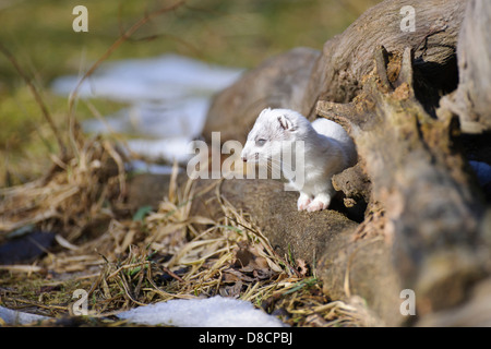 stoat in winter fur, mustela erminea, vechta, niedersachsen, germany Stock Photo