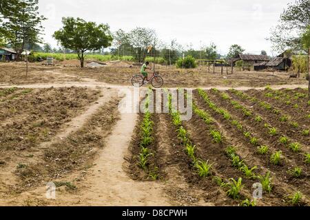 May 25, 2013 - Mae Sot, Tak, Thailand - A Burmese boy rides his bike in an unofficial village of Burmese refugees north of Mae Sot, Thailand. Their community is about 50 metres from the Burmese border with Thailand. About 200 people live in thatched huts spread throughout the community. They're close enough to Mae Sot that some can work in town and Burmese merchants from Mae Sot come out to their village to do business with them. The Burmese in the village don't residency papers for Thailand and are technically considered illegal immigrants. Fifty years of political turmoil in Burma (Myanmar)  Stock Photo