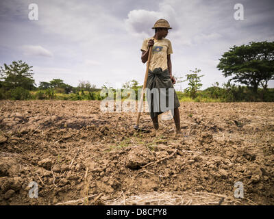 May 25, 2013 - Mae Sot, Tak, Thailand - A man works a cornfield in an unofficial village of Burmese refugees north of Mae Sot, Thailand. Their community is about 50 metres from the Burmese border with Thailand. About 200 people live in thatched huts spread throughout the community. They're close enough to Mae Sot that some can work in town and Burmese merchants from Mae Sot come out to their village to do business with them. The Burmese in the village don't residency papers for Thailand and are technically considered illegal immigrants. Fifty years of political turmoil in Burma (Myanmar) has l Stock Photo