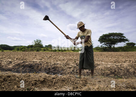 May 25, 2013 - Mae Sot, Tak, Thailand - A man works a cornfield in an unofficial village of Burmese refugees north of Mae Sot, Thailand. Their community is about 50 metres from the Burmese border with Thailand. About 200 people live in thatched huts spread throughout the community. They're close enough to Mae Sot that some can work in town and Burmese merchants from Mae Sot come out to their village to do business with them. The Burmese in the village don't residency papers for Thailand and are technically considered illegal immigrants. Fifty years of political turmoil in Burma (Myanmar) has l Stock Photo